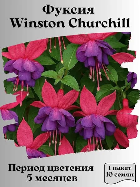 Фуксия Winston Churchill, семена, 10 шт., 15 гр.