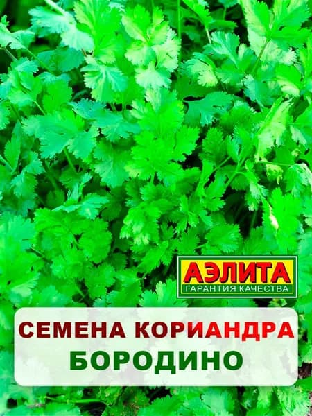 Семена кориандр "Бородино", 3 г, для дома, дачи и огорода, кориандр из семян, в открытый грунт