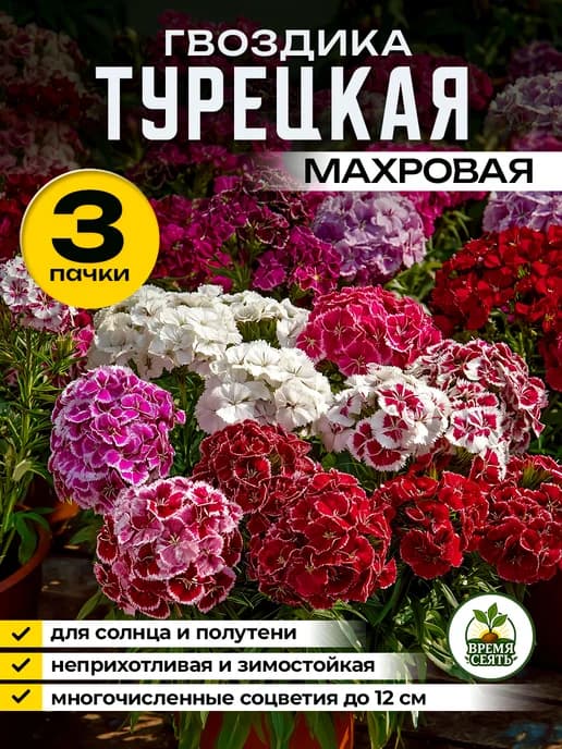 Семена гвоздики бородатой сразу в грунт