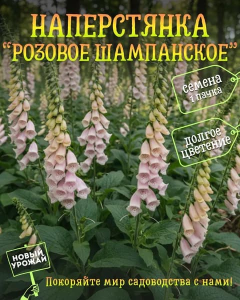 Наперстянка Розовое шампанское, семена, 10 шт.