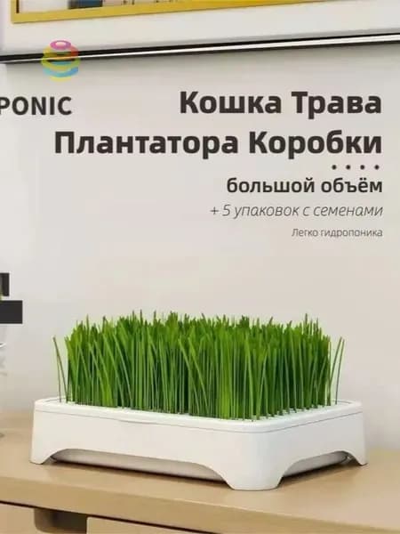 Кошка Трава Плантатора Коробки / 5 пакетиков семян