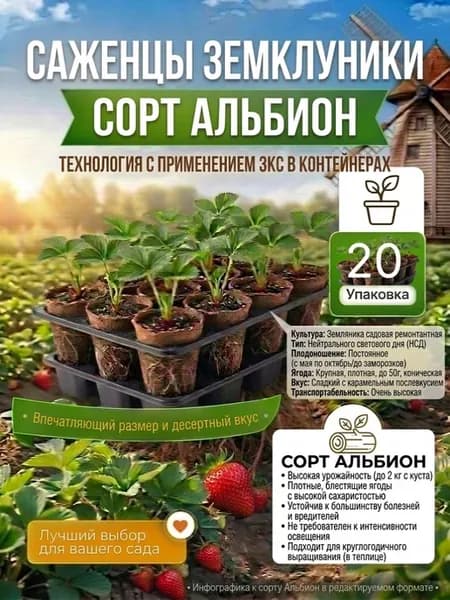 саженцы клубники Альбион с ЗКС 20 шт
