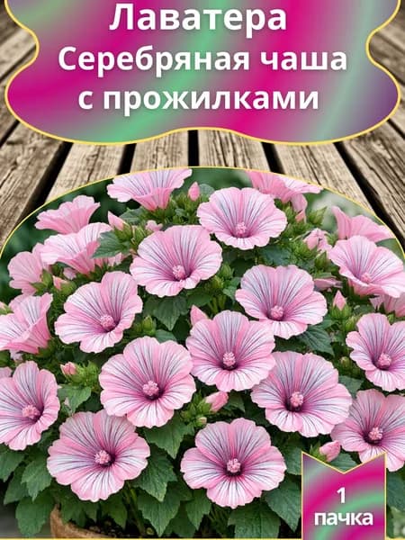 Лаватера Серебряная чаша с прожилками , семена 10 шт.