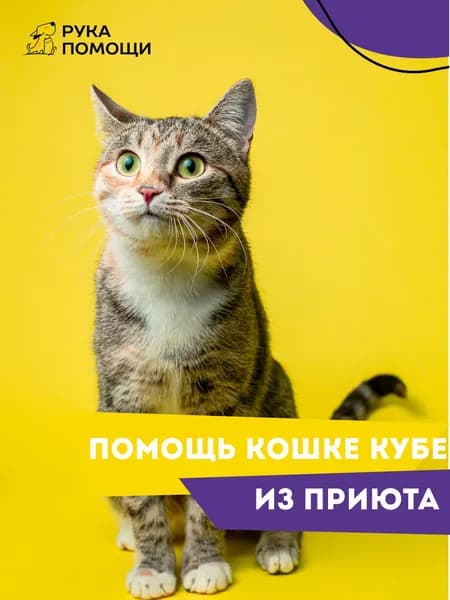 Помочь Кубе найти дом