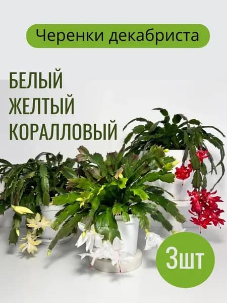 Декабрист черенки Шлюмбергера белый желтый коралловый