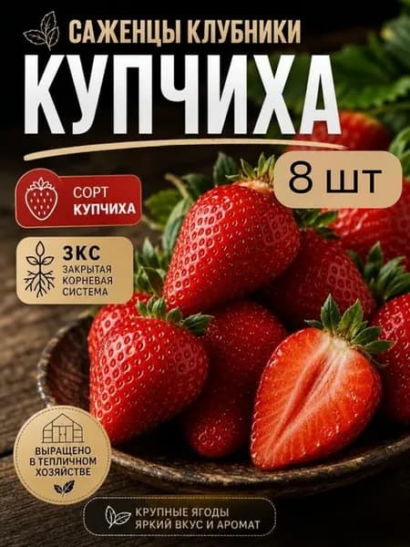 Саженцы клубники Купчиха с ЗКС 8шт
