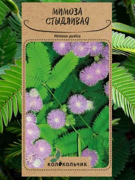 Семена Мимоза стыдливая (Mimosa pudica) 5 шт. Комнатный цветок