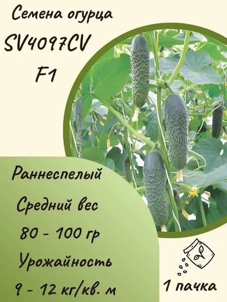 Семена огурца SV4097CV F1, 10 шт. семян