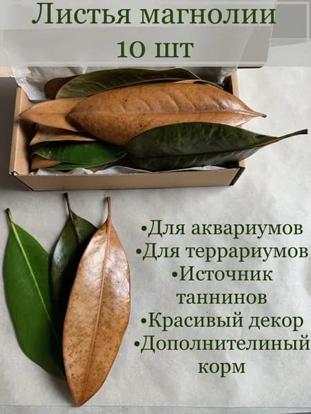 Листья магнолии для аквариумов и террариумов(большие) 10штук. Декорация для аквариумов