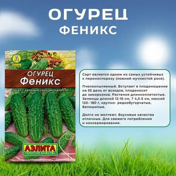 Семена Огурец Феникс, 20 штук семян, Агрофирма Аэлита