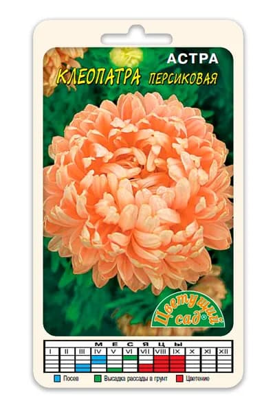 Астра ультраскороспелая КЛЕОПАТРА ПЕРСИКОВАЯ (Семена Цветущий Сад, 0,2 г семян в упаковке)