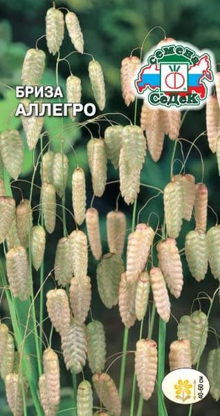 Цветок Бриза Аллегро максима (трясунка большая)