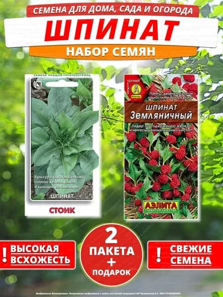 Семена шпинат для дома сада посадки