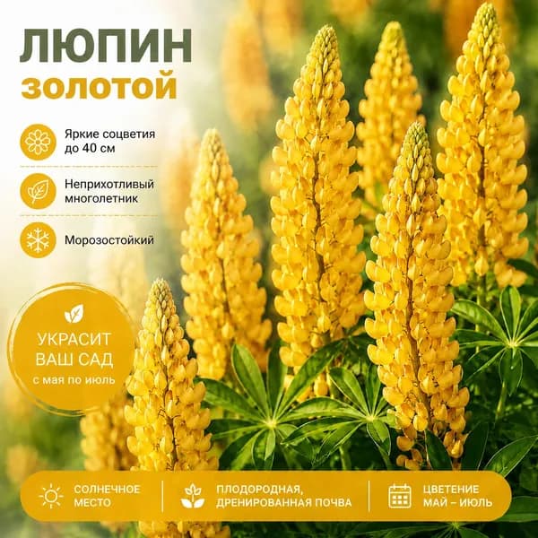 Семена Люпин Золотой, многолетний 15 семян