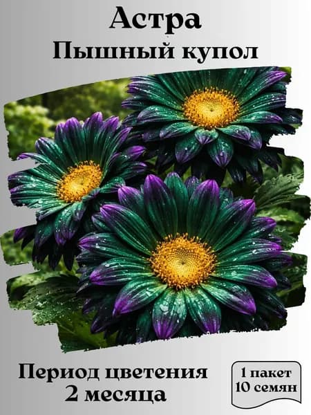 Астра Пышный купол, семена, 10 шт.