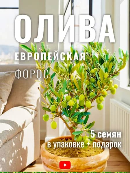 Семена Олива Европейская Форос, 5 шт