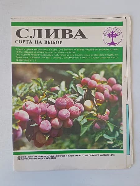 Слива. Сорта на выбор