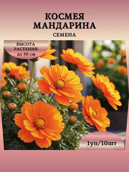 Космея "Мандарина" семена, 1 пачка