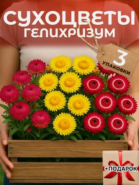 Гелихризум сухоцвет семена