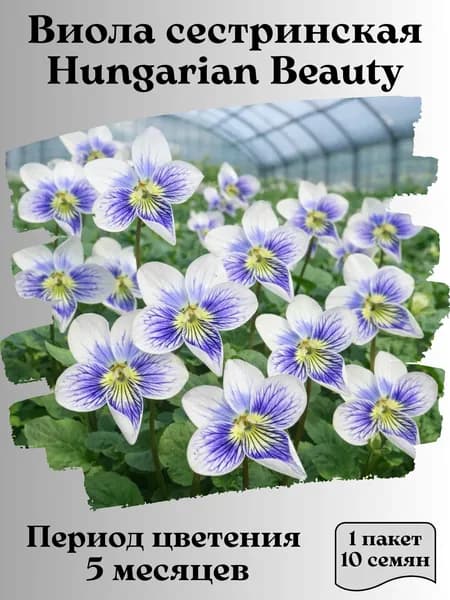 Виола сестринская Hungarian Beauty, семена, 10 шт..