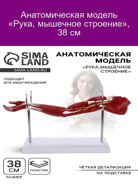 Анатомическая модель руки с мышечным строением 38 см