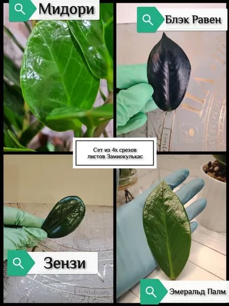 Сет срезов из 4х сегментов замиокулькаса