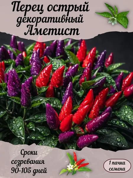 Перец острый декоративный Аметист, семена, 10 шт.