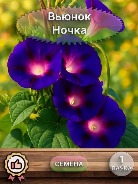 Вьюнок Ночка, семена 10 шт