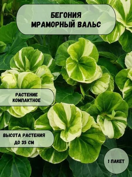 Бегония Мраморный вальс семена 10 шт