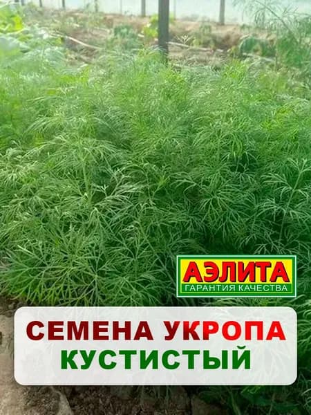 Семена укроп "Кустистый", 2 г, для дома, дачи и огорода, укроп из семян, в открытый грунт