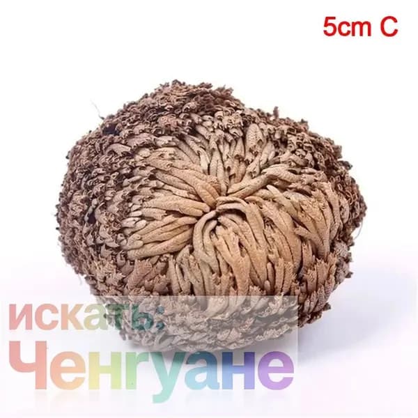 Стабилизированные цветы