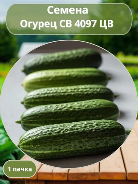 Огурец СВ 4097 ЦВ, семена 10 шт