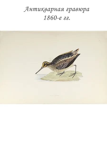 Антикварная гравюра с акварельной раскраской Гаршнеп. 1860-е гг. История британских птиц.