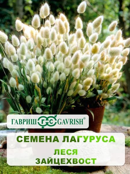 Семена Лагуруса яйцевидный "Леся" Зайцехвост 0,1 гр, сухоцветы.