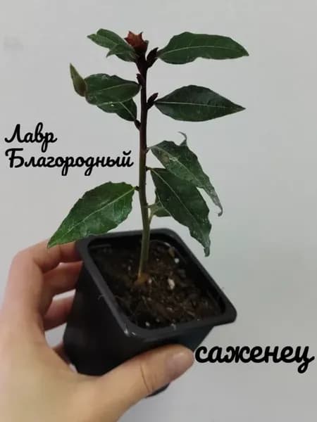 Лавр Благородный саженец