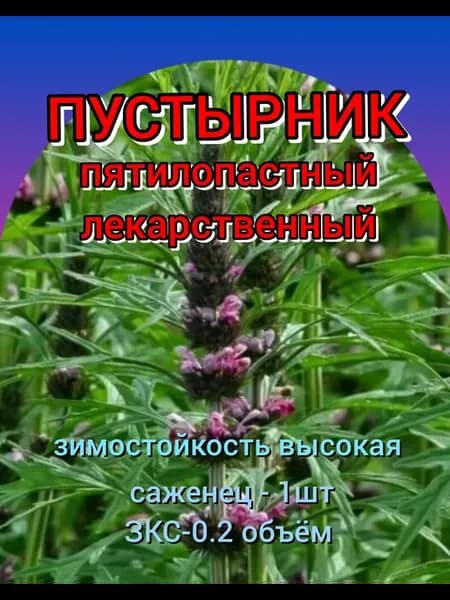 Пустырник пятилопастный