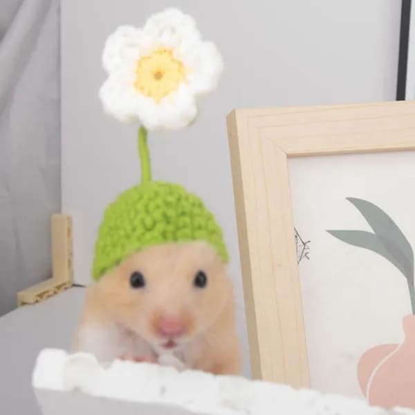 Pet Вязаная Шапка
