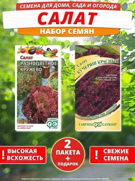 Семена салат для дома сада посадки