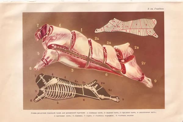 СССР 1957 "Говядина"