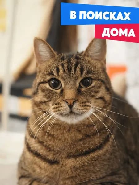Помочь котику Баку найти дом
