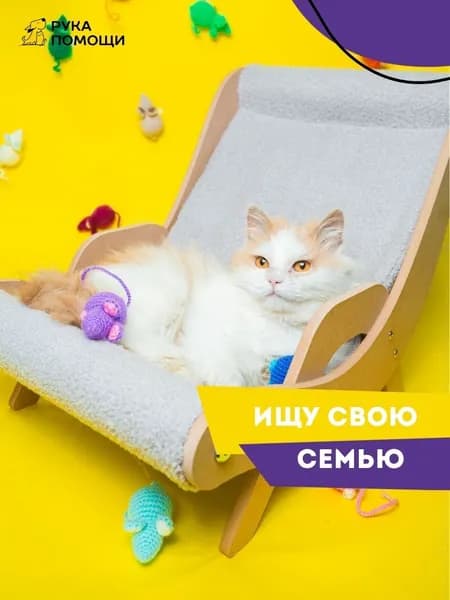 Помочь Кузену найти дом