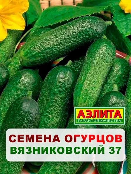 Семена огурец "Вязниковский 37", 20 шт, для дома, дачи и огорода, огурец из семян, для теплицы и открытого грунта