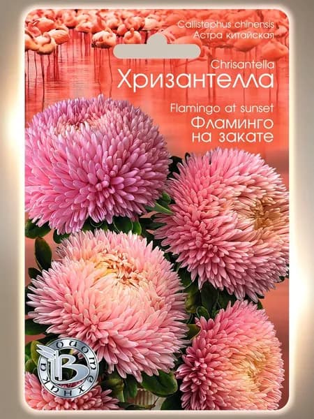Астра китайская Хризантелла Фламинго на закате (семена БИОТЕХНИКА, 30 шт.)