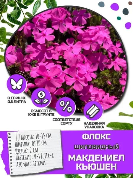 Саженец Флокс Шиловидный МакДениел Кьюшен