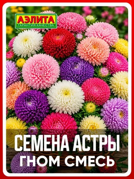 Семена астра "Гном", смесь, 0,2 г, однолетние цветы, для дачи, сада и огорода, клумбы, в открытый грунт
