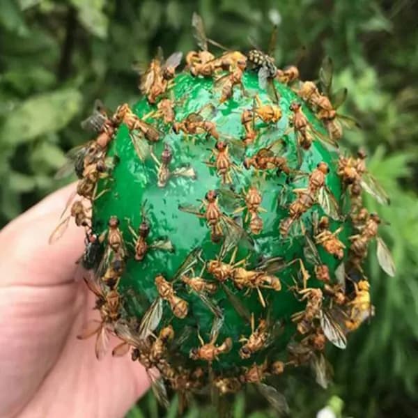 Ловушка для садовых вредителей