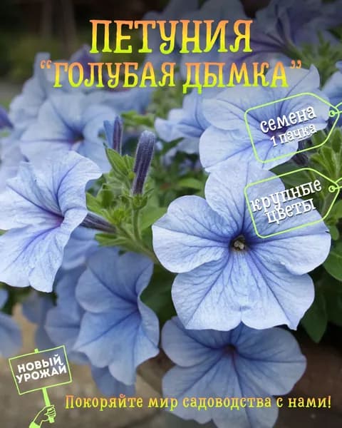 Петуния Голубая дымка, семена, 10 шт.