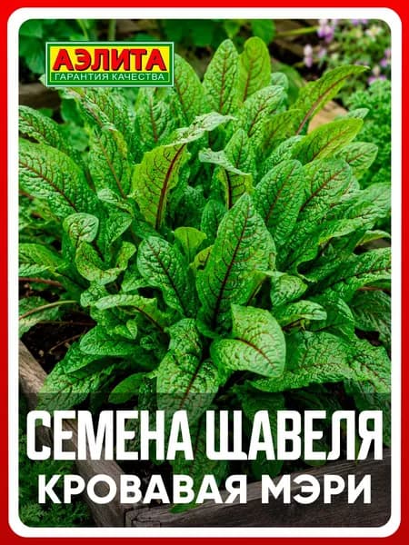 Семена щавель "Кровавая Мэри", 0,03 г, многолетние цветы, для дачи, сада и огорода, клумбы, в открытый грунт