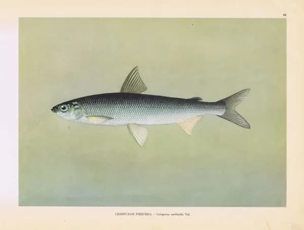 Рыбы. Сибирская ряпушка (саурей). Антикварная офсетная литография. СССР, 1949 год