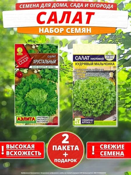 Семена салат для дома сада посадки